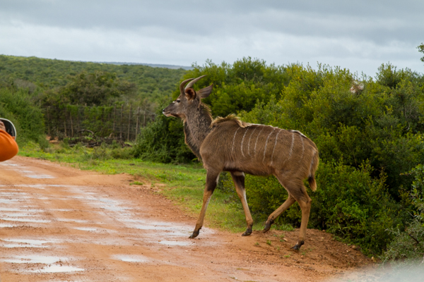 20120808   Sudafrica 0962